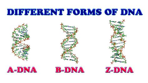 b dna and z dna difference|Different forms of DNA.